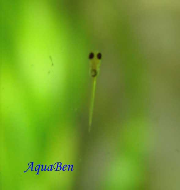 Danio rerio (Danio Zebra) Alevin_recemnascido