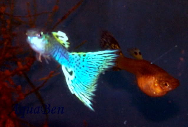 Poecilia reticulate selvagem e linhagens Guppy_em_apuramento_01