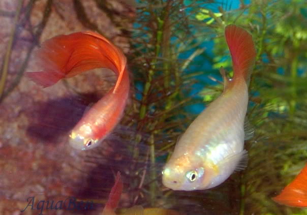 Poecilia reticulate selvagem e linhagens Guppy_flamingo_C