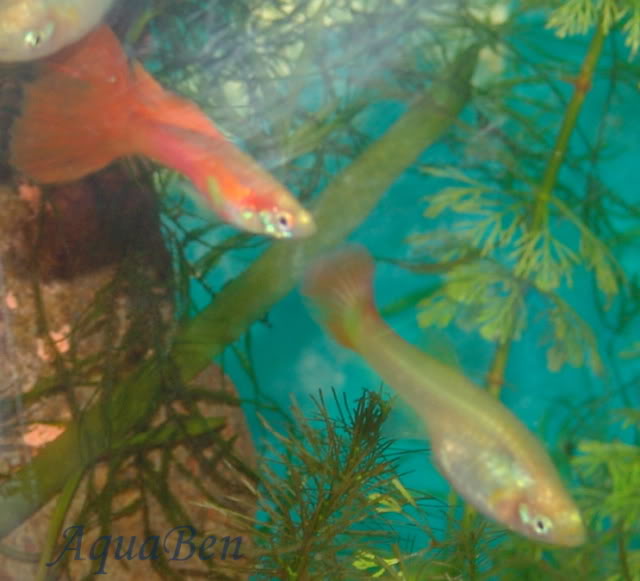 Poecilia reticulate selvagem e linhagens Guppy_flamingo_C1