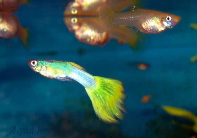 Poecilia reticulate selvagem e linhagens Guppy_yellowplatinum_C