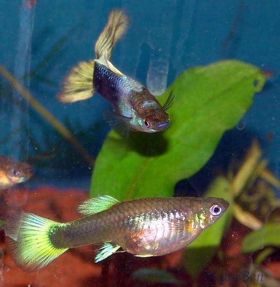 Poecilia reticulate selvagem e linhagens Guppy_yellowtuxetopastel_C