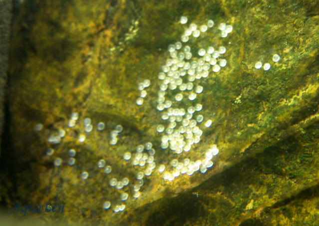 Salaria fluviatilis (Gobio de água doce) SalariaFluviatilisdesova