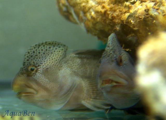 Maravilhas da fauna aquática de Portugal SalariaFluviatilismachos_1_Nodar