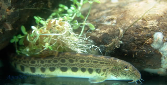 Maravilhas da fauna aquática de Portugal Verdem_Nodar