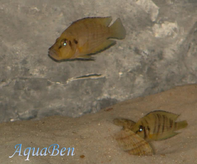 Altolamprologus compressiceps (Tanganyika) Altolamprologuscompressiceps_C_copy