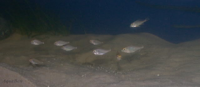 Nova montagem Tanganyika 180cm Callochromis