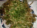 Selaginella lepidophylla Th_Slika2584