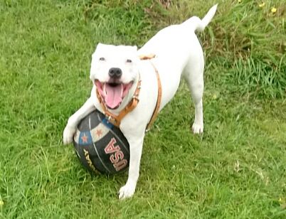 lexi now 11 month playing with her first ball that she hasnt destroyed (yet) Screenshot_2014-06-23-14-15-40_zps9dfa3600