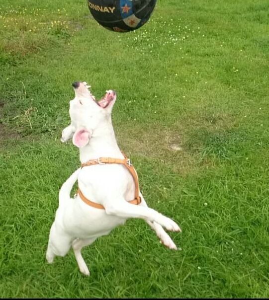 lexi now 11 month playing with her first ball that she hasnt destroyed (yet) Screenshot_2014-06-23-14-21-27_zps8806f1a9