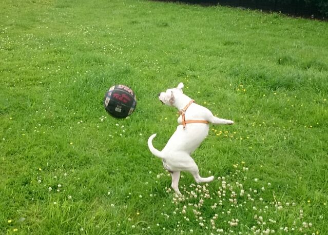 lexi now 11 month playing with her first ball that she hasnt destroyed (yet) Screenshot_2014-06-23-14-25-21_zpsccbeeab7