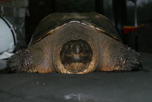 Voici une petite tortue trouvée... Cserpentinamale02