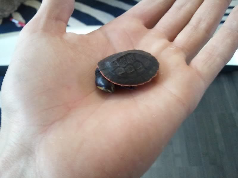 Voilà ma première tortue Emydura2