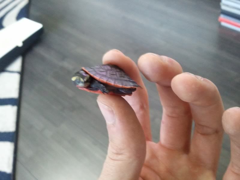 Voilà ma première tortue Emydura3