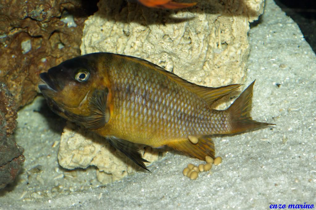 Fotos de puesta de Petrochromis sp.red Bulu Point!!! PC187347copia