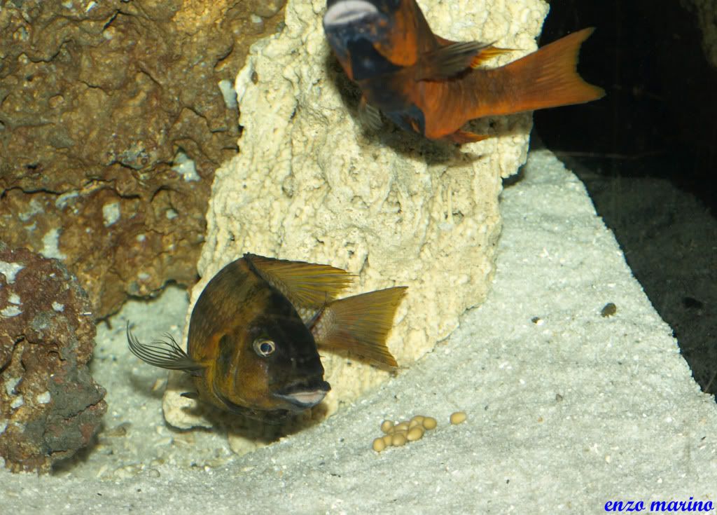 Fotos de puesta de Petrochromis sp.red Bulu Point!!! PC187374copia-1