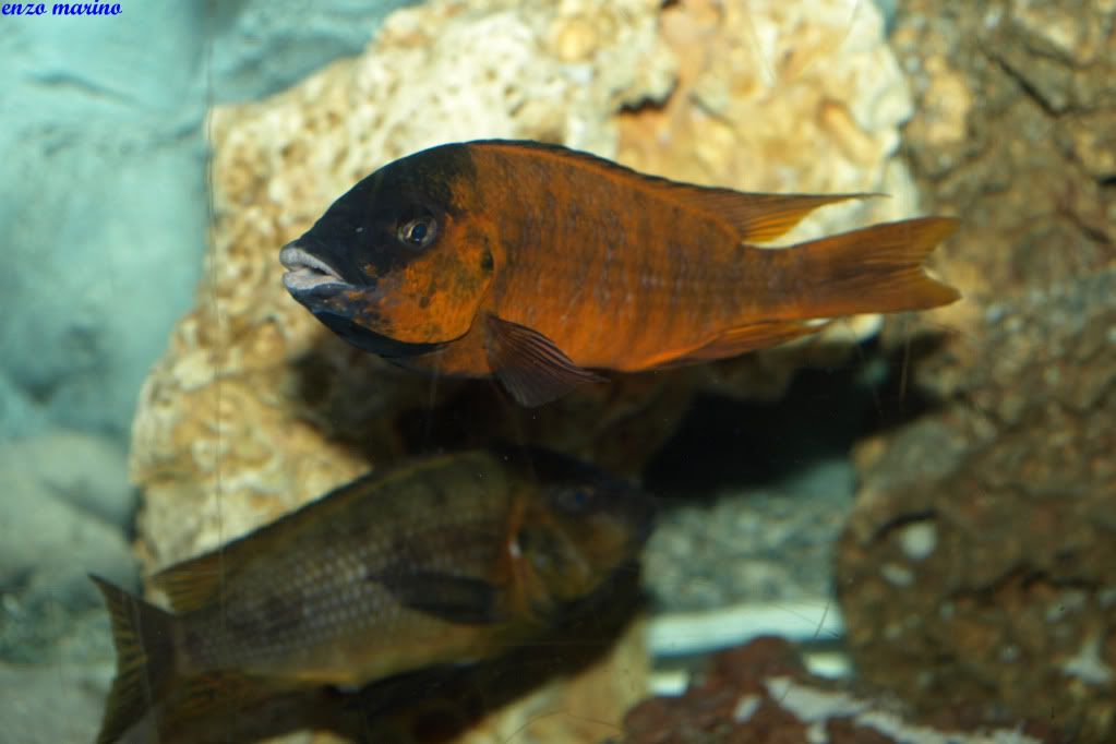 Fotos de puesta de Petrochromis sp.red Bulu Point!!! PC187417copia