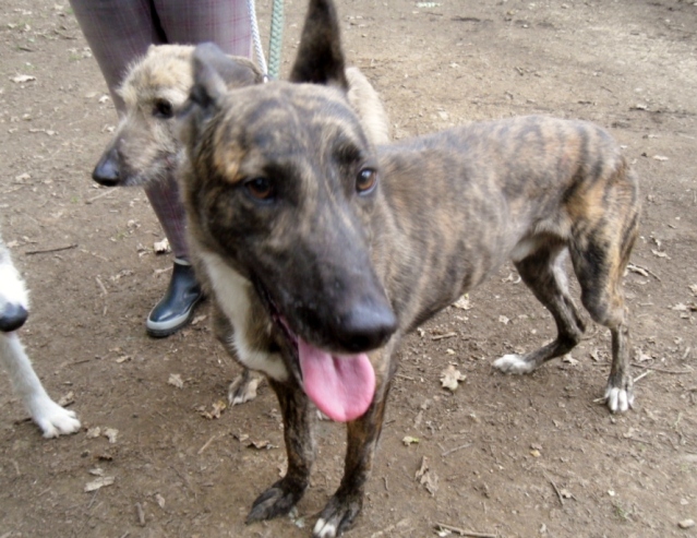 My mates at the rescue centre Arthur2