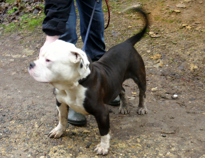 Bosun - striking bulldog/staffy cross (?) Bosun2_zps8e960386