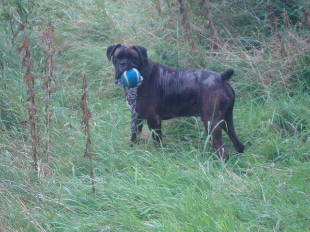 Mason *Rehomed * DSC01295