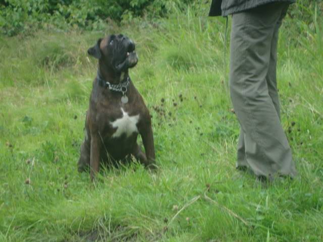 Mason *Rehomed * DSC01296