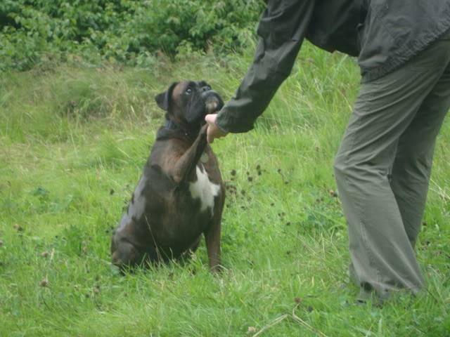 Mason *Rehomed * DSC01297