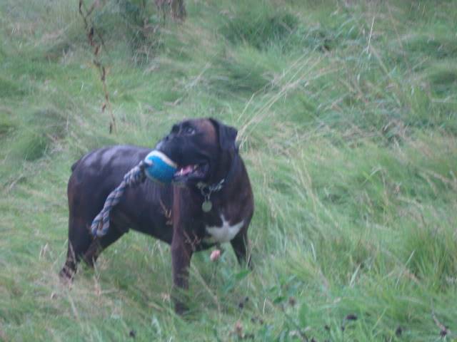 Mason *Rehomed * DSC01303