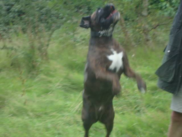 Mason *Rehomed * DSC01308