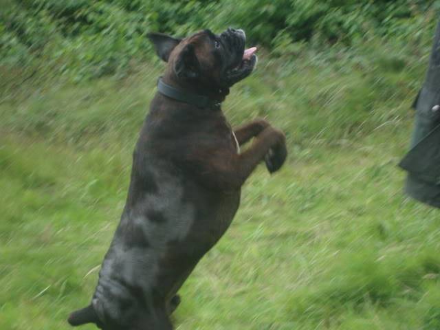 Mason *Rehomed * DSC01310