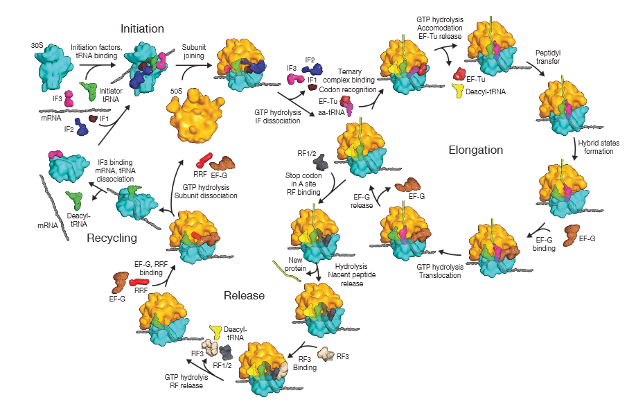 Translation through ribosomes,  amazing nano machines Whatrecentribosomestructureshaverevealedaboutthemechanismoftranslation-ribosomepdf2014-04-1212-17-49_zps2906deaf