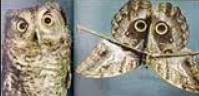 Amzing camouflage and mimicry Animalmimicry-PesquisaGoogle2014-03-2523-19-41_zps4bacdd1a