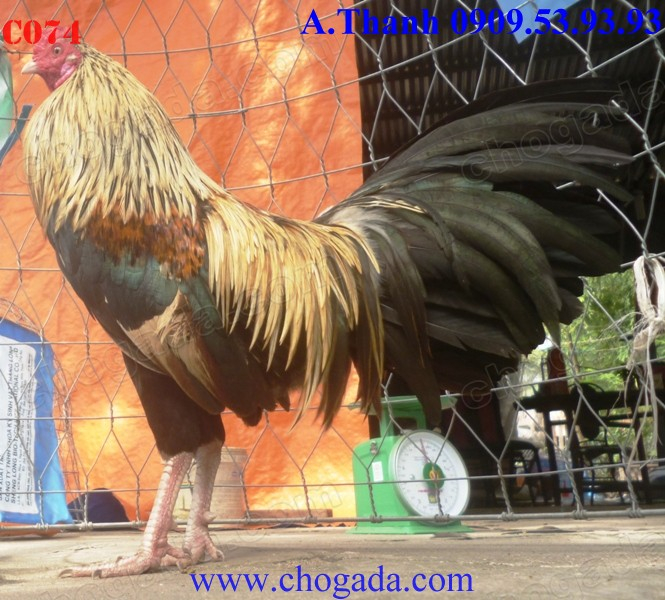 Chogada.com tặng gà đá & vận chuyển miễn phí toàn quốc đến 30/11/2013 C074b_zps4df56611