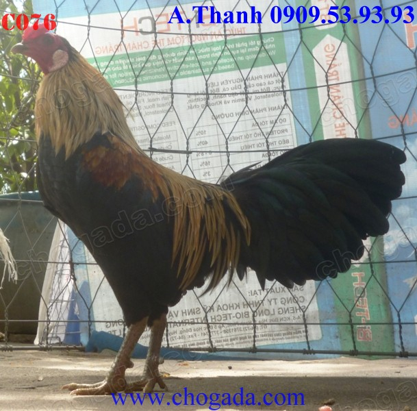 Chogada.com tặng gà đá & vận chuyển miễn phí toàn quốc đến 30/11/2013 C076b_zpsade629c2