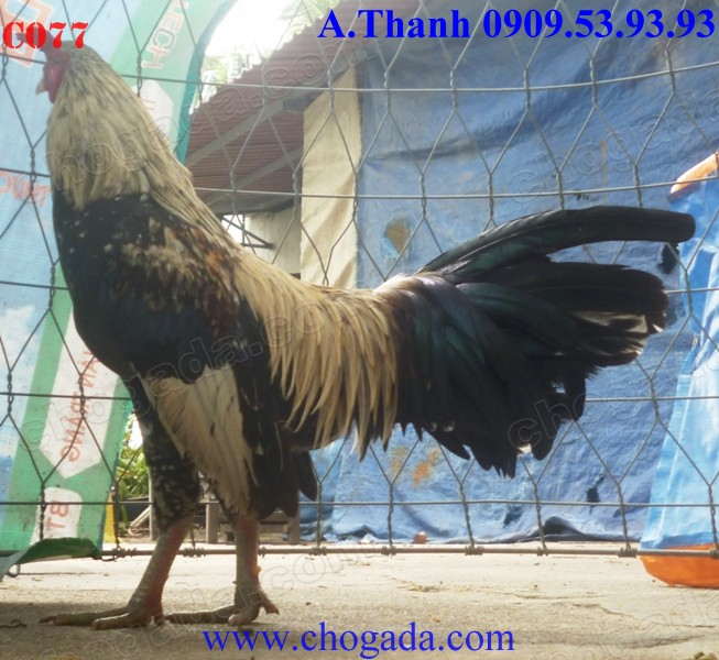 Chogada.com tặng gà đá & vận chuyển miễn phí toàn quốc đến 30/11/2013 C077a_zps08d7feea