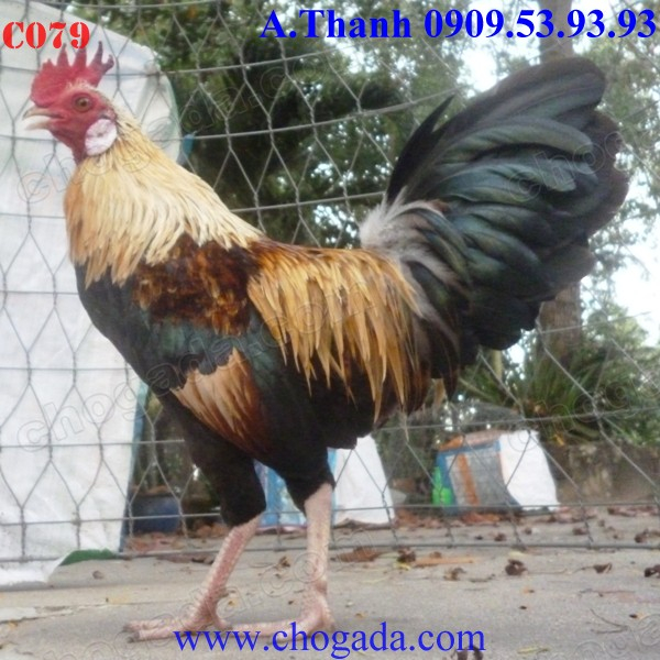 Chogada.com tặng gà đá & vận chuyển miễn phí toàn quốc đến 30/11/2013 C079a_zpsab99fb2e