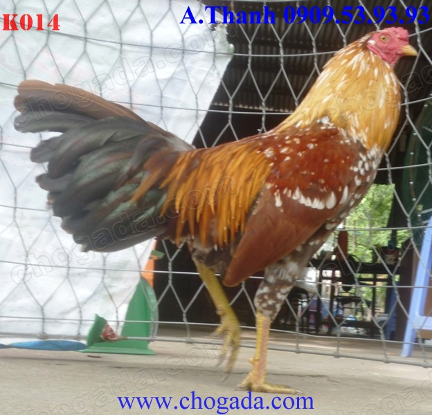 Chogada.com tặng gà đá & vận chuyển miễn phí toàn quốc đến 30/11/2013 K014a_zpsb1f512ba
