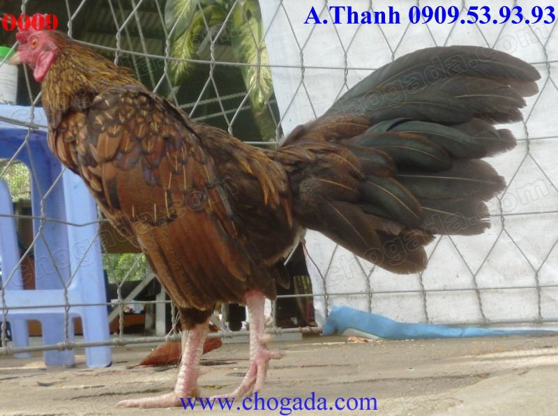 Chogada.com tặng gà đá & vận chuyển miễn phí toàn quốc đến 30/11/2013 O009b_zpsf93dc026