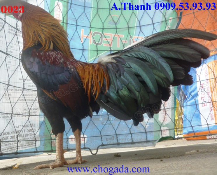 Chogada.com tặng gà đá & vận chuyển miễn phí toàn quốc đến 30/11/2013 Q023b_zpsa52e2804