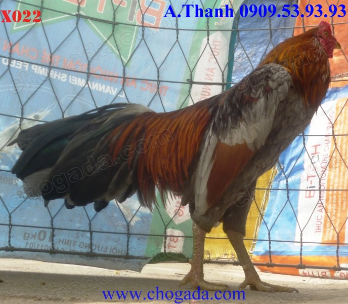 Chogada.com tặng gà đá & vận chuyển miễn phí toàn quốc đến 30/11/2013 X022b_zpsb38ec780