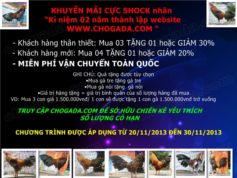 Chogada.com tặng gà đá & vận chuyển miễn phí toàn quốc đến 30/11/2013 Promotion1_zps271a1511