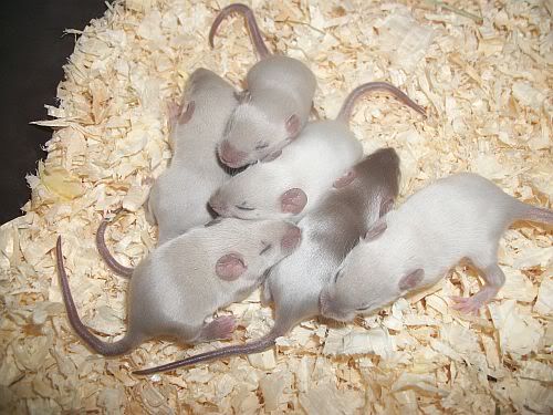 [Muizenhuisje Souris] Choco Tan x Choco Tan Lakenvelder nestjes 007-13