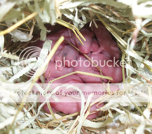 [Muizenhuisje Souris] Choco Tan x Choco Tan Lakenvelder nestjes 002_zps76fed438