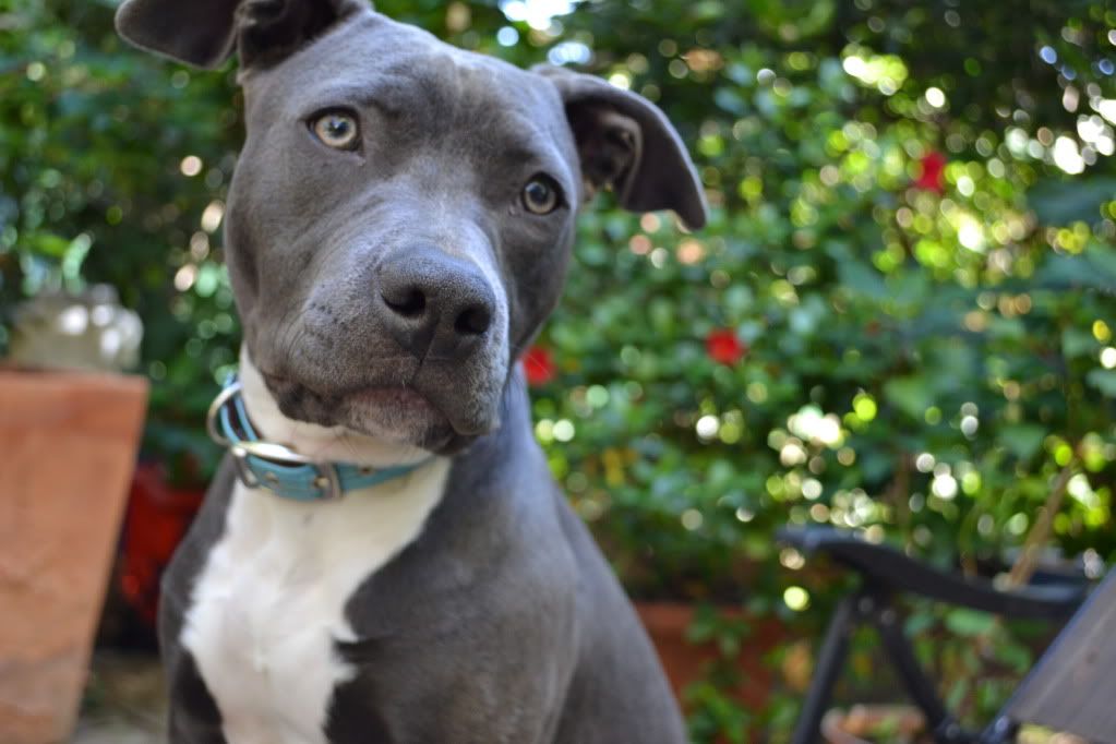 pics of my blue puppy angel frm sydney DSC_0039