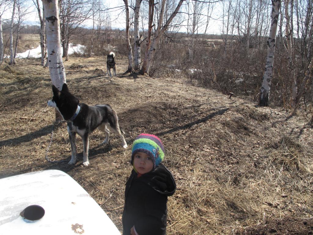 Husky in Russia IMG_2161_zps57e2587a