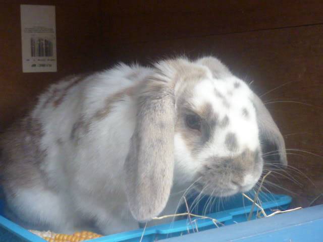 RABBITS NEEDING HOMES Fudge01