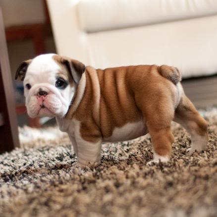 My Love ne Pakon!!!! Baby_bulldog_puppy