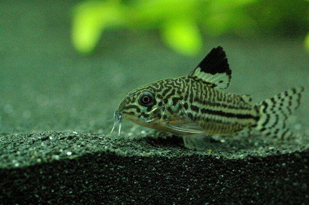 Cohabitation risquée à impossible: les Corydoras IMGP0100_zps0ca3a9a6