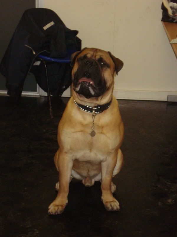 Sid - Bullmastiff 378defc9