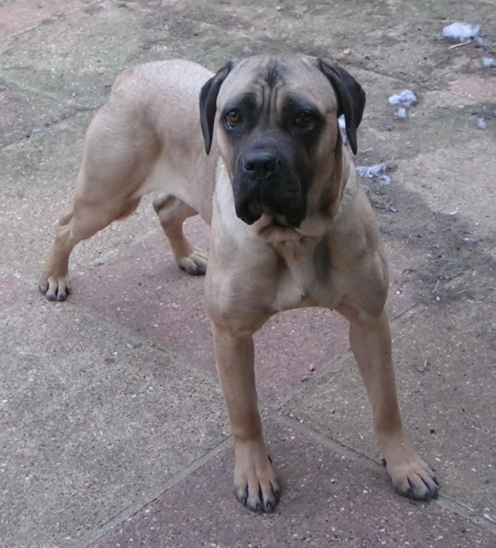 Kaleigh - Cane Corso 4bb70cea