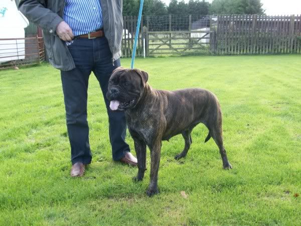 Corrina & Misty  - Bullmastiffs 5009b763